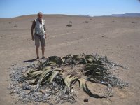 Welwitschia très ancienne dans le désert : la plante n'a en fait que deux feuilles qui se déchirent en rubans plus étroits