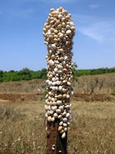 Escargots sur un piquet près de Terga