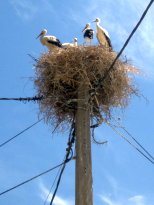 Nid de cigognes à Bensekrane Nid de cigognes à Bensekrane