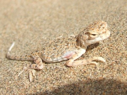 Lézard (agamidé) en haut de la dune