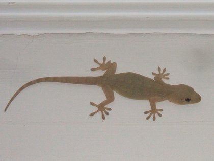 gecko sur les murs de l'hôtel gecko sur les murs de l'hôtel