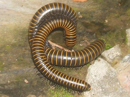 fermeture à glissière fermeture à glissière