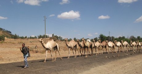 Dromadaires à Aksum