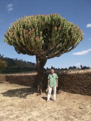 Grand Euphorbe à Aksum