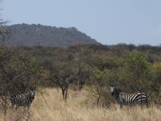 Zèbres dans le Parc National Nechisar près de Arba Minch