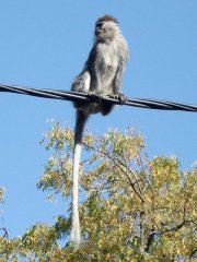 Singe à Dire Dawa