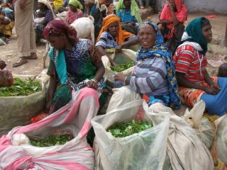 Singe à Dire Dawa