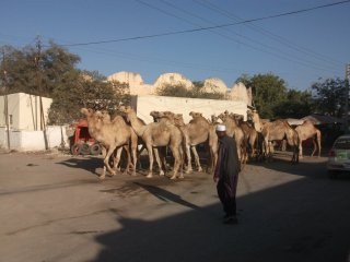 Dromadaires dans la rue à Hargeisa