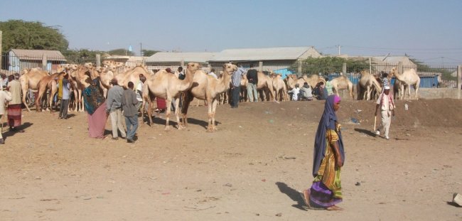 Le marché aux animaux à Hargeisa