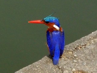 Martin-pêcheur au bord du Lac Awasa