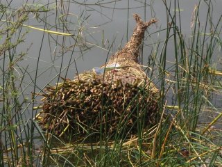 bateau en roseau (Lac Awasa)