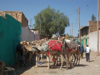 Une rue de Jijiga. Les dromadaires transportent du qat.