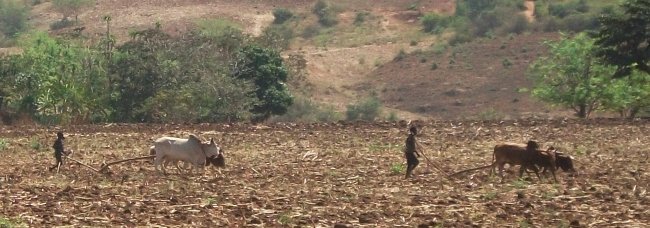 Labourage dans la région de Jinka : deux boeufs et une araire