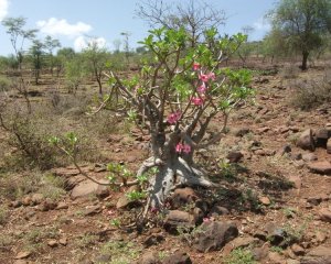 J'ai eu le plaisir de retrouver Adenium obesum, que je n'avais pas vu depuis le voyage à Oman