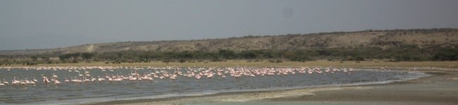 Flamands roses sur le Lac Abijatta