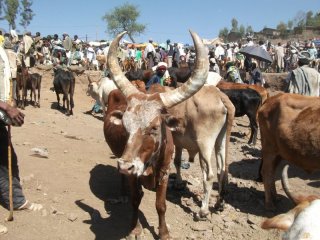 Marché aux bestiaux à Lalibela