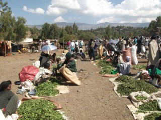 Marché à Lalibela : feuilles de Gesho (Ramnus prinoides) pour préparation de tella (bière) à la maison