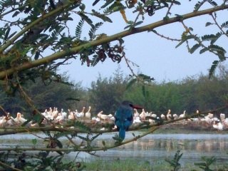 Ziway : martin-pêcheur et pélicans