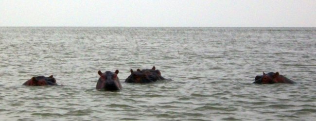 Hippopotames sur le Lac Ziway