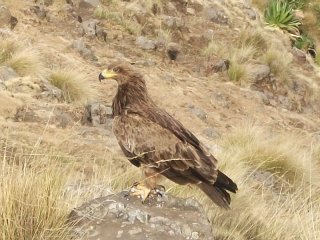 Aigle dans les Montagnes du Simien