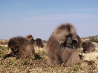 Geladas dans les Montagnes du Simien