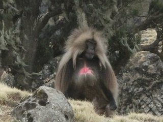 Gelada mâle