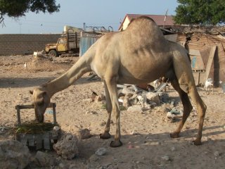 Au Somaliland on donne du Qat aux chamelle allaitantes