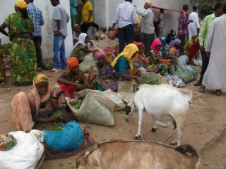 Vendeuses de Qat à Harar