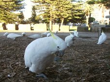 Des Cacatoès à huppe jaune (Cacatua galerita) au centre de Cronulla Des Cacatoès à huppe jaune (Cacatua galerita) au centre de Cronulla
