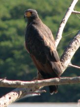 Rapace près de Kourou Rapace près de Kourou