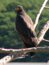 Rapace près de Kourou