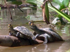 Tortues aquatiques sur la Rivière de Kaw Tortues aquatiques sur la Rivière de Kaw