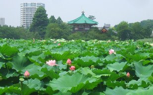 Le parc d'Ueno. En 2008 j'avais passé un jour au Japon pour pouvoir renouveler un visa chinois. Le parc d'Ueno. En 2008 j'avais passé un jour au Japon pour pouvoir renouveler un visa chinois.