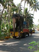 Transport et livraison d'un éléphant