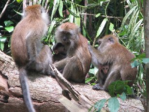 Macaques à longue queue aussi applelés Macaques crabiers (Macaca fascicularis) Singes sur Pulau Tioman