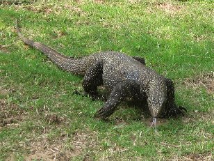 Un Varan Malais, assez commun sur Pulau Tioman