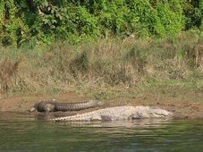 Crocodiles (Crocodylus palestris) au Népal dans le Parc National de Chitawan Crocodiles (Crocodylus palestris) au Népal dans le Parc National de Chitawan