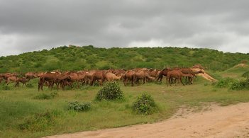 Dromadaires dans la région du Dhofar