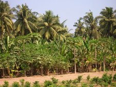 Plantations à Salalah : bananiers, papayers et cocotiers. Plantations à Salalah : bananiers, papayers et cocotiers.