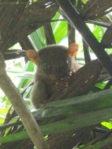 Tarsier des Philippines : Carlito syrichta Tarsier des Philippines : Carlito syrichta