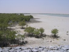 Mangrove près de Al-Khor
