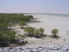 Mangrove près de Al-Khor Mangrove près de Al-Khor