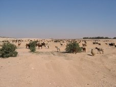 Moutons dans le désert