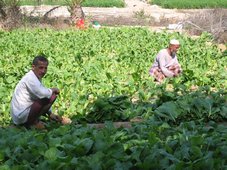 Agriculture au Qatar.