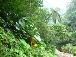 Végétation tropicale luxuriante