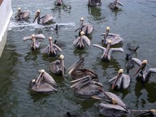 Les pélicans de Galveston Les pélicans de Galveston