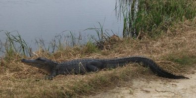 Alligator près de Freeport (Texas) Alligator près de Freeport (Texas)