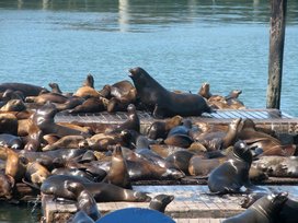 Otaries de Californie (lions de mer, Zalophius californianus) sur le port de San Francisco Otaries de Californie (lions de mer, Zalophius californianus) sur le port de San Francisco