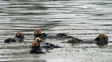 Loutres de mer (Enhydra lutris) dans le Elkhorn Slough à Moss Landing Loutres de mer (Enhydra lutris) dans le Elkhorn Slough à Moss Landing