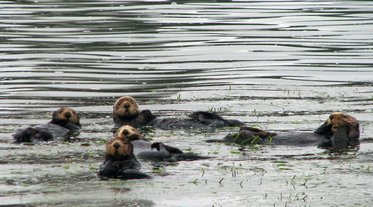 Loutres de mer (Enhydra lutris) dans le Elkhorn Slough à Moss Landing